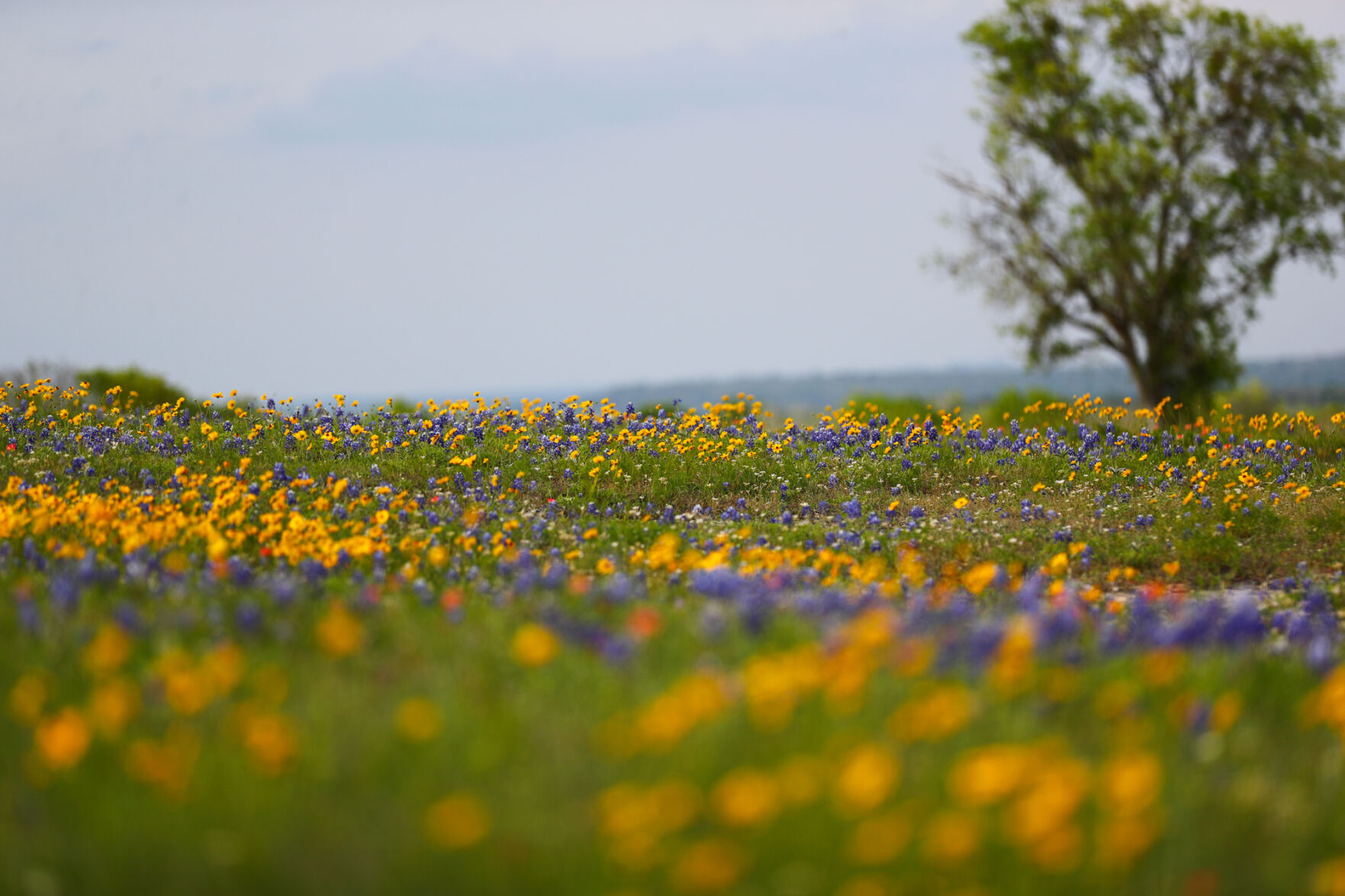 Brazos Valley Wildflowers